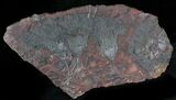 x Scyphocrinites Crinoid Plate - Morocco #22846-1
